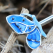 Piercing industriel papillons bleus